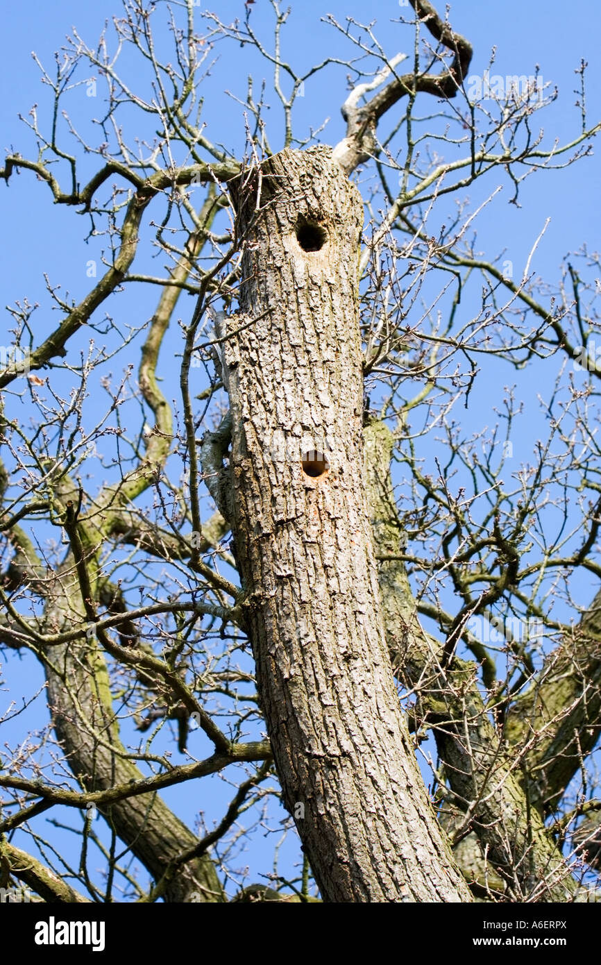 Tree Hole