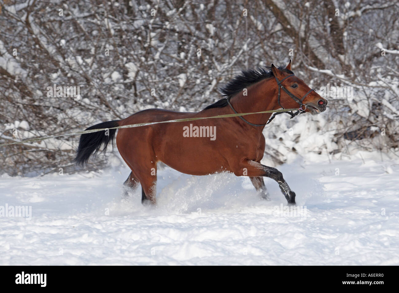 Horse run Stock Photo