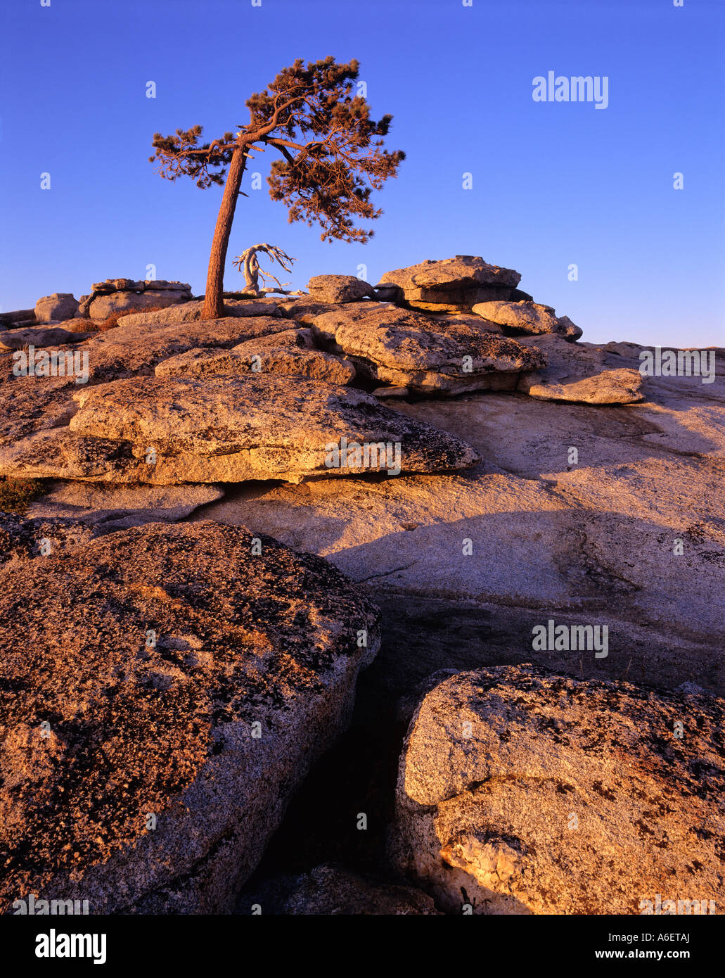 USA, California, Yosemite National Park, Sentinel Dome with exfoliating granite slabs and live and dead Jeffrey pine trees, late Stock Photo