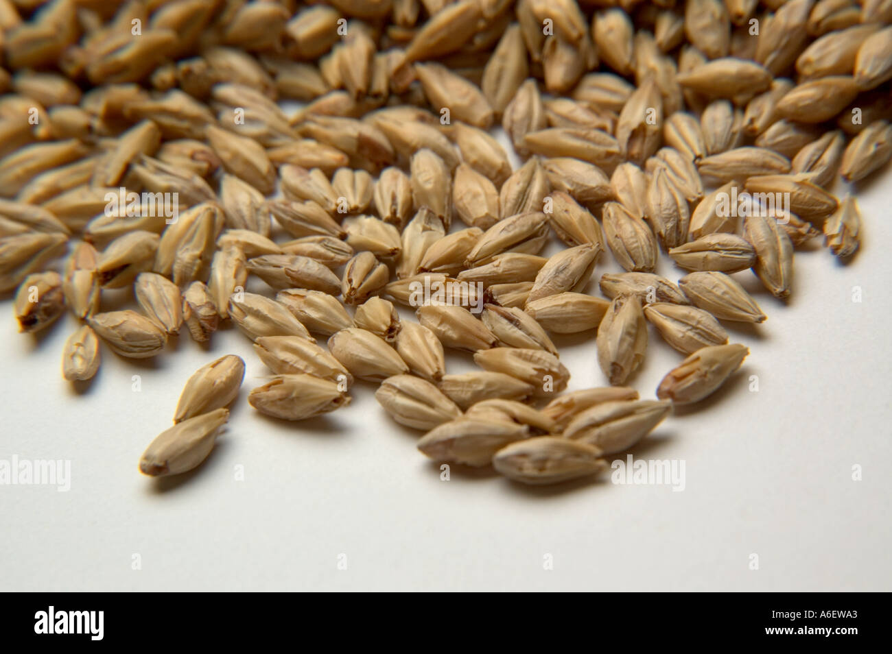 Pile of dried barley grains used in beer and cereals Stock Photo Alamy