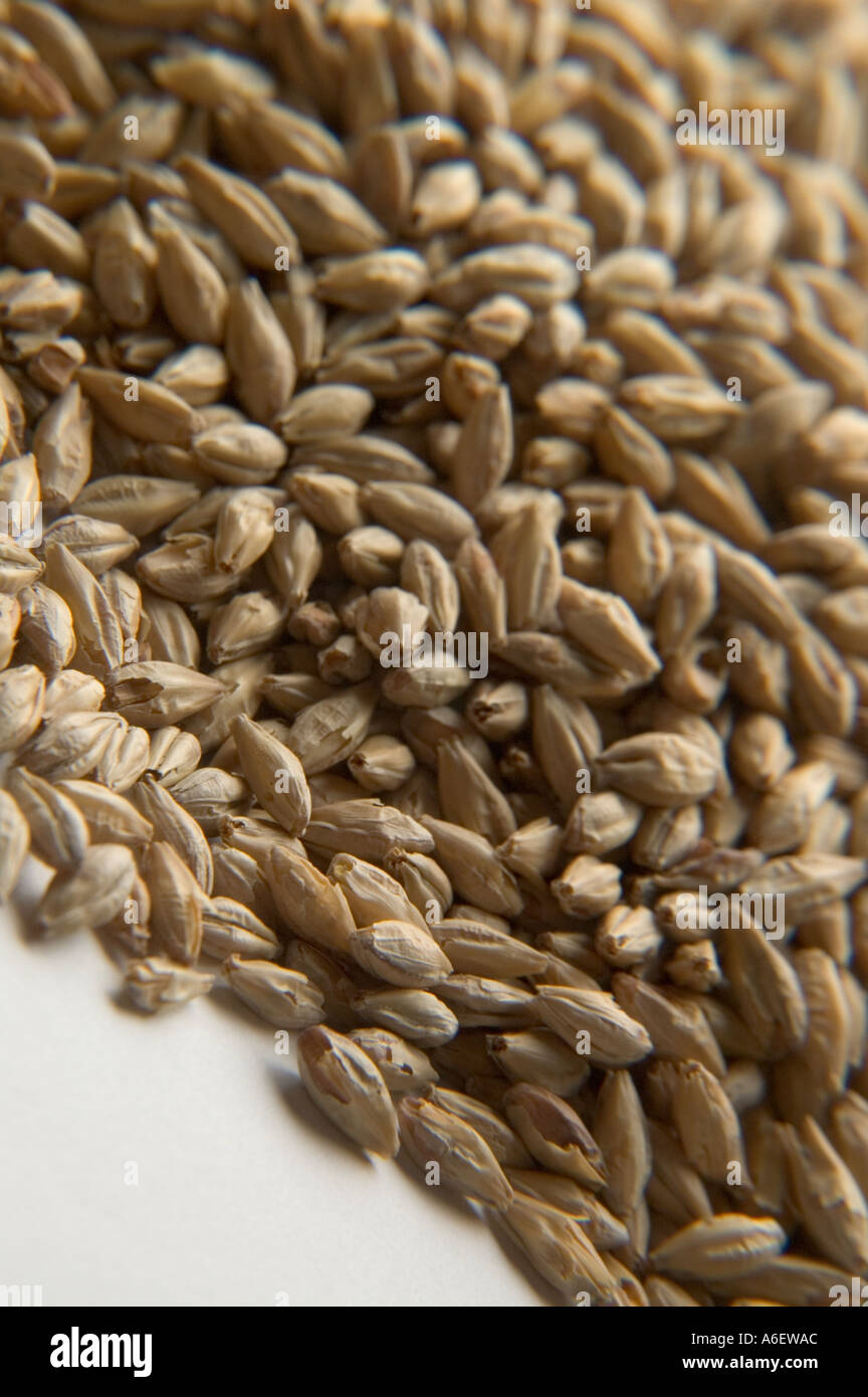 Pile of dried barley grains used in beer and cereals Stock Photo Alamy