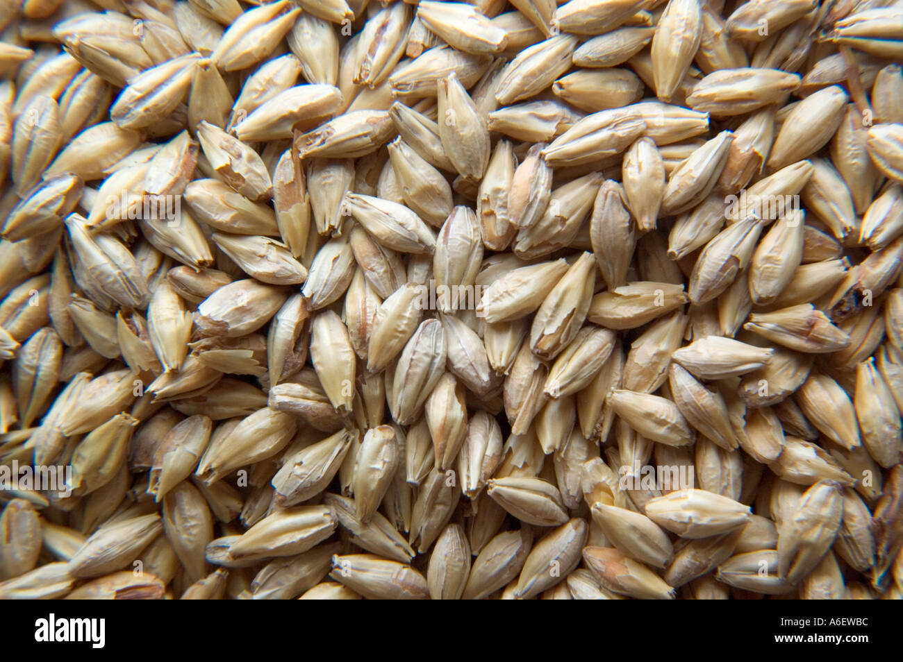 Pile of dried barley grains used in beer and cereals Stock Photo Alamy