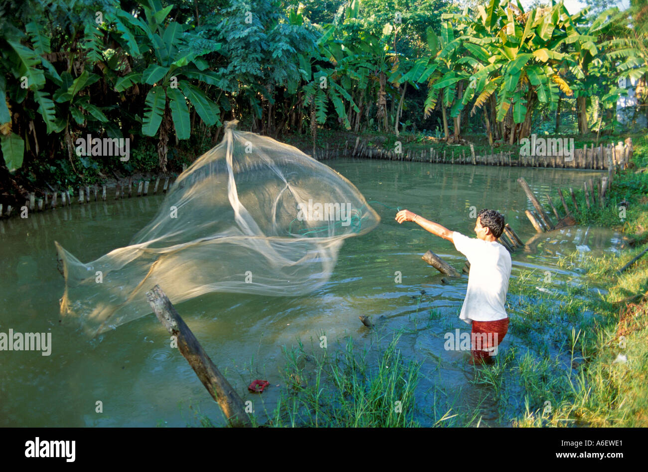 Farm labourer casting a net at a small scale fish farm. Bangladesh Stock Photo