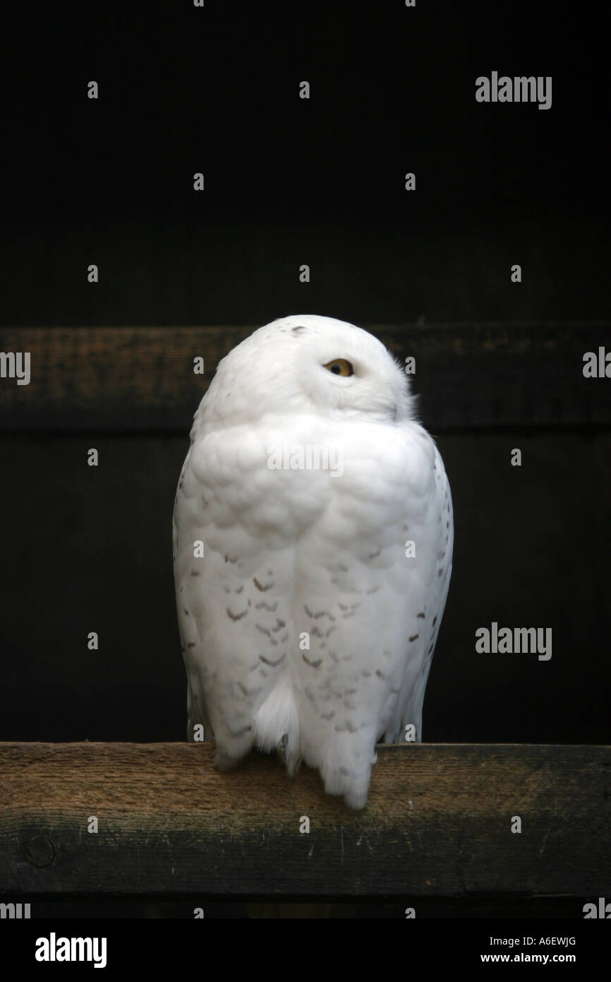 Snowy owl, Bubo Scandiacus, giving a sideways look Stock Photo