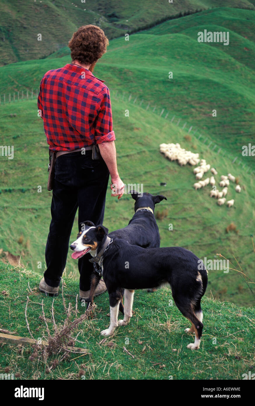 A shepherd and his dogs rounds up sheep on a New Zealand hill country farm near Wellington Stock Photo