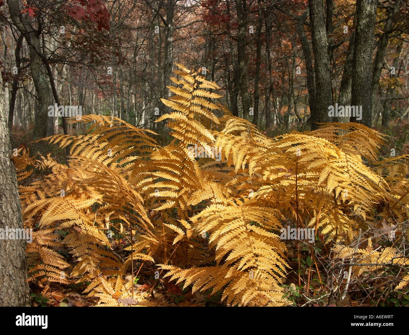 Ferns in fall Stock Photo Alamy
