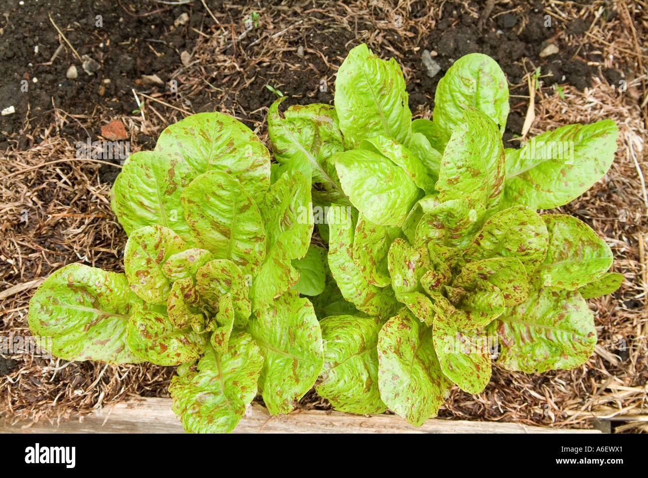 Speckled variety of Cos Lettuce Stock Photo