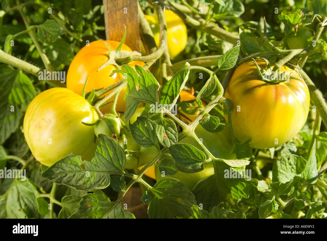 Yellow tomato low acid variety Stock Photo Alamy