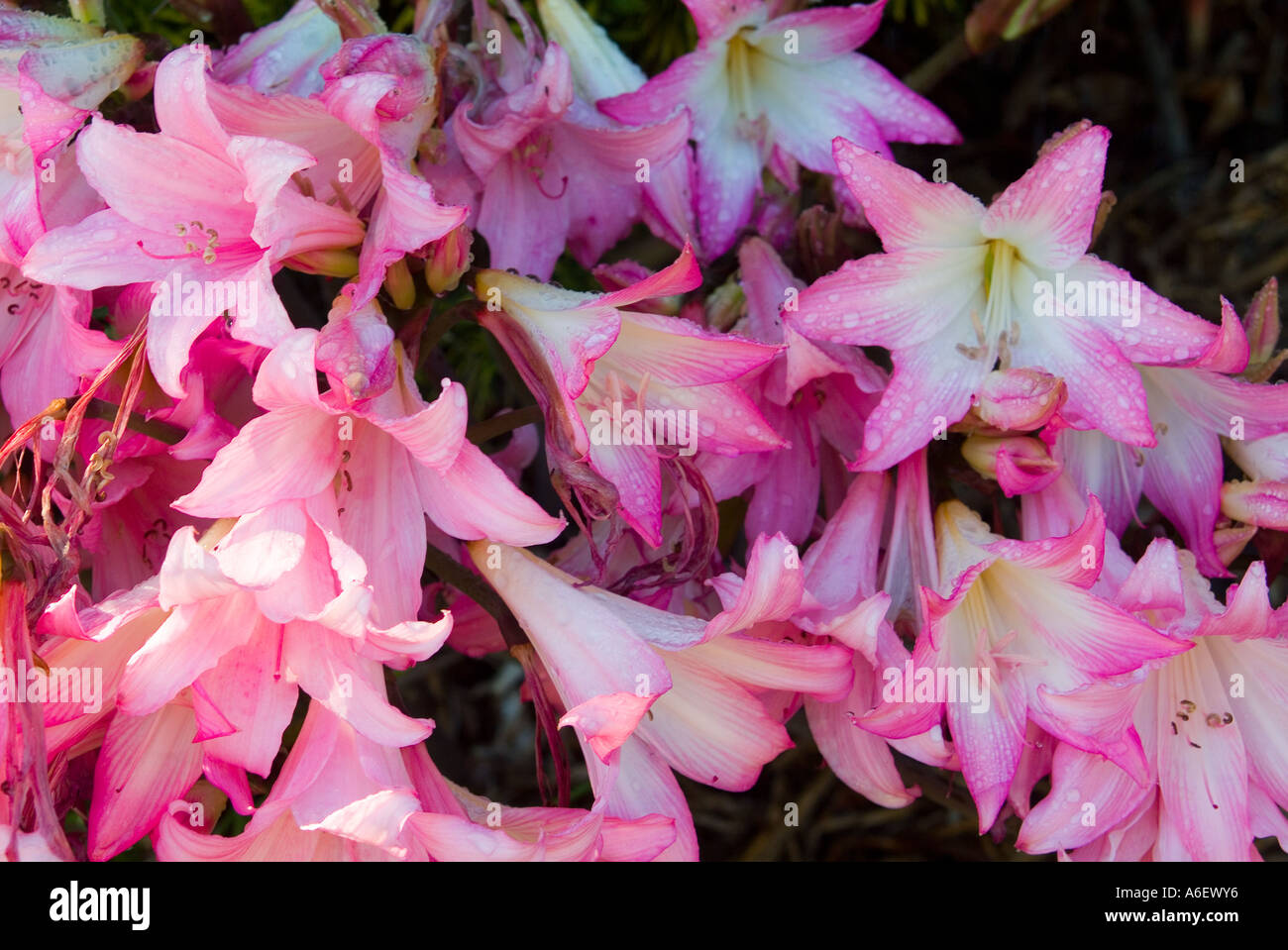 Amaryllis belladonna the belladonna lily Stock Photo