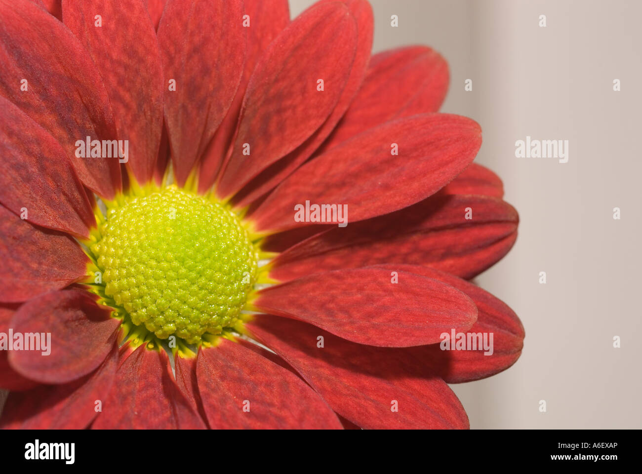 Red Gerbera flower with yellow centre Stock Photo
