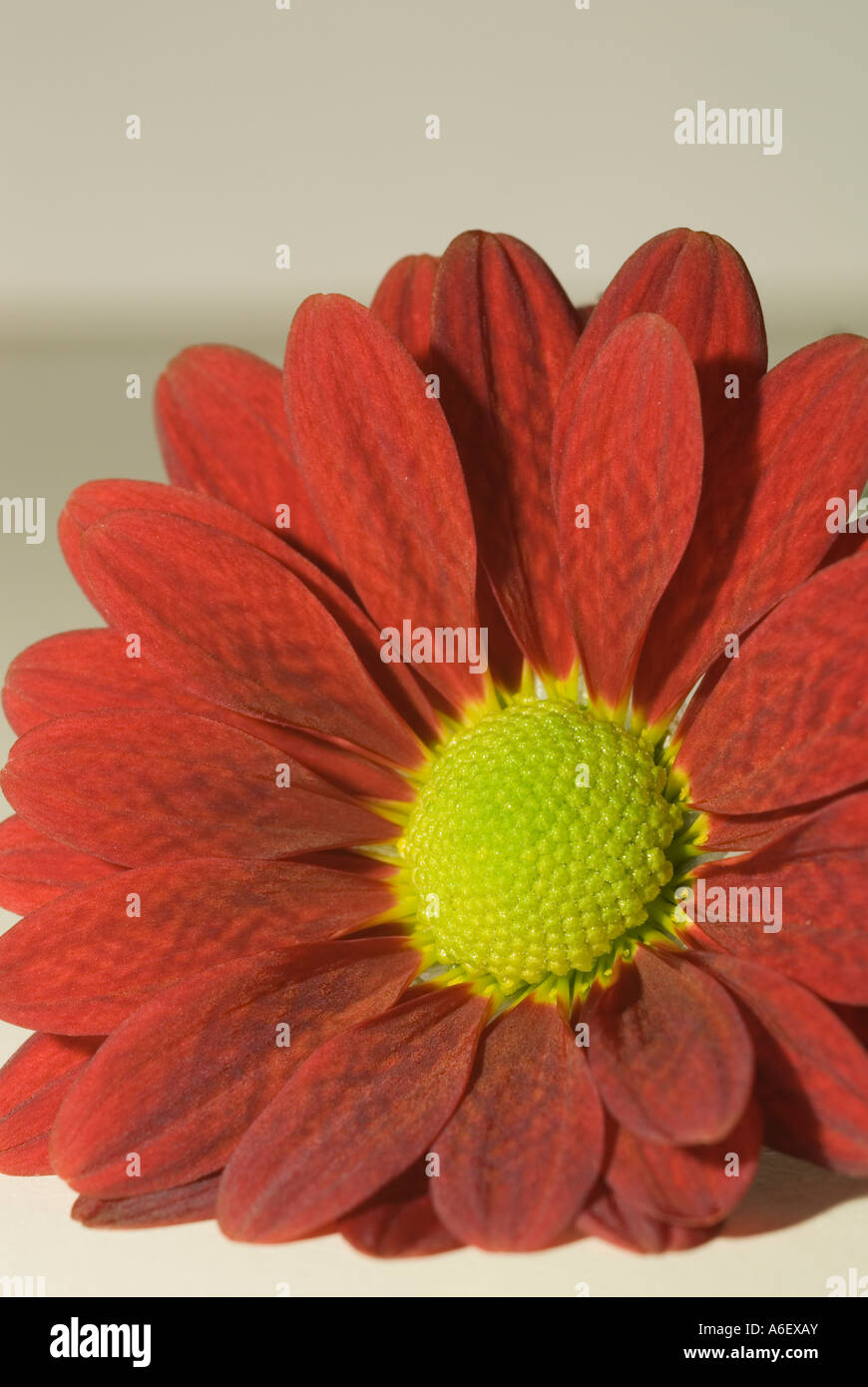 Red Gerbera flower with yellow centre Stock Photo