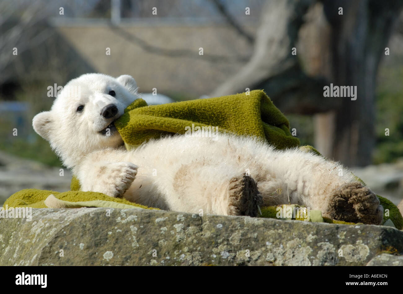 Knut the polar bear cub in Berlin Zoo Stock Photo - Alamy