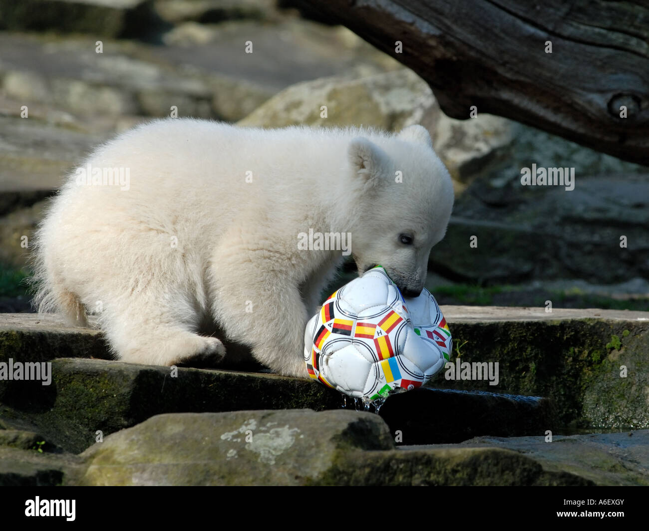 Knut the polar bear cub in Berlin Zoo Stock Photo - Alamy