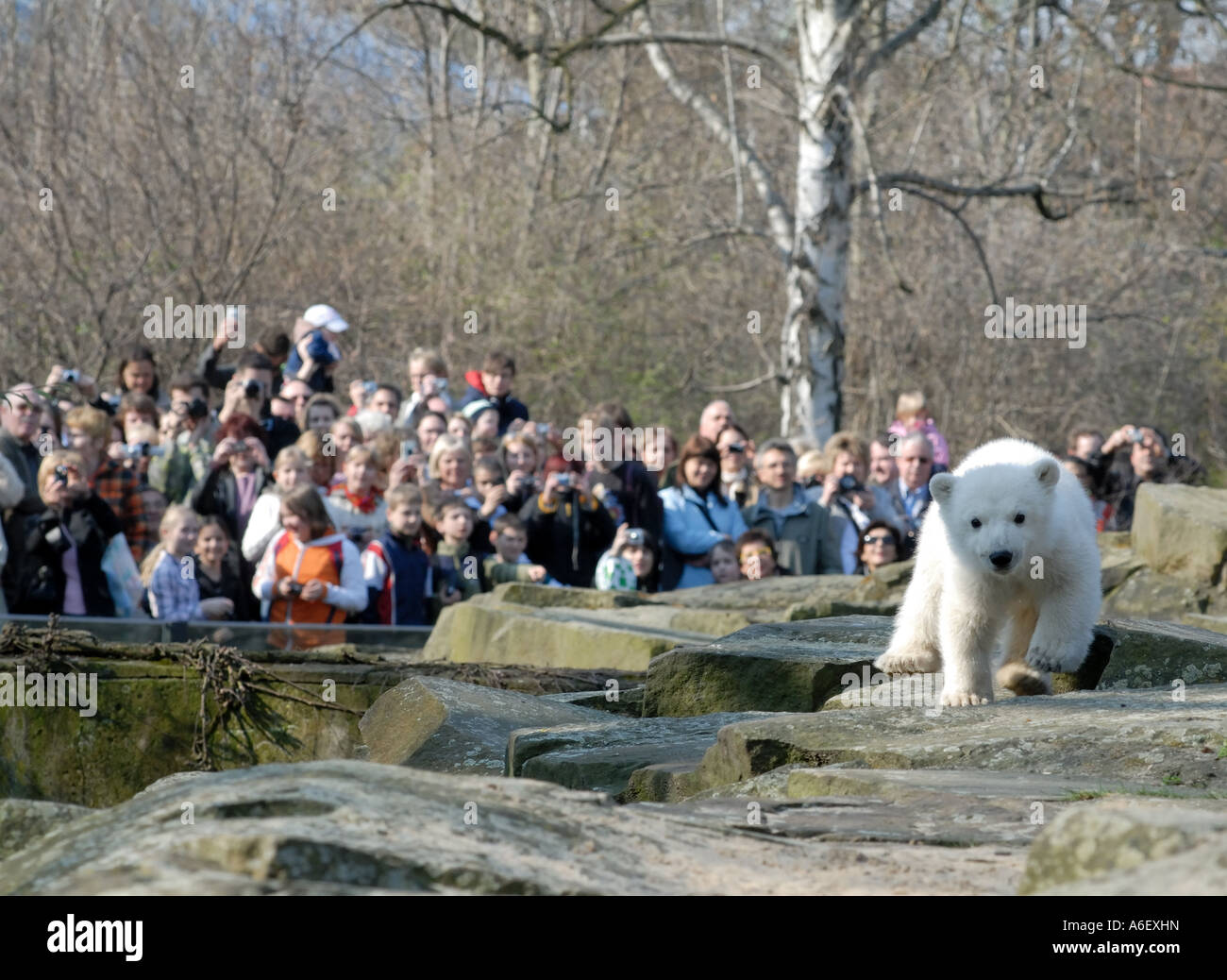 Knut the polar bear cub in Berlin Zoo Stock Photo Alamy