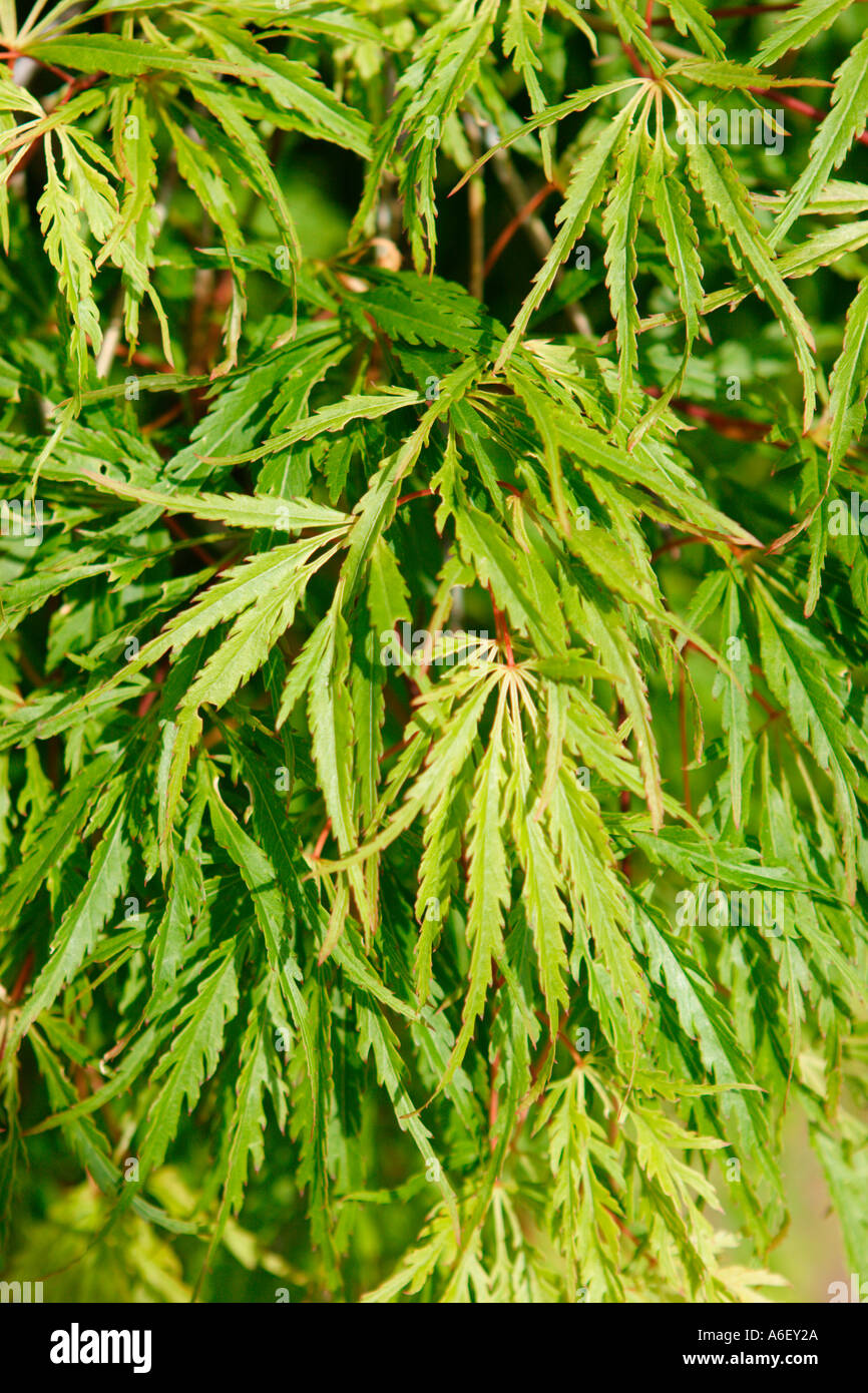 Japanese Maple Tree Stock Photo