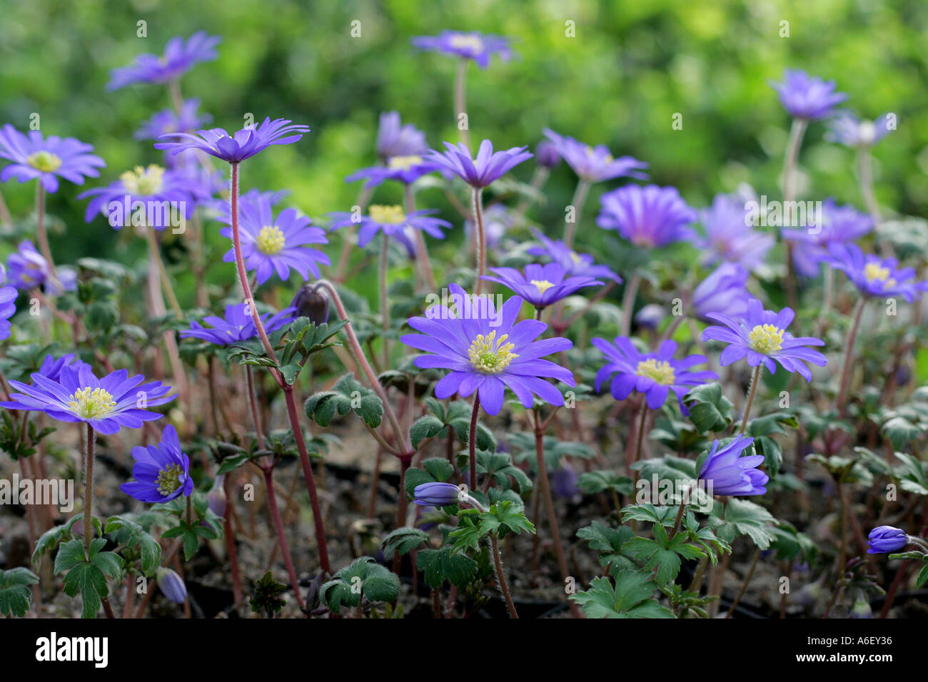 Blue anemone Stock Photo