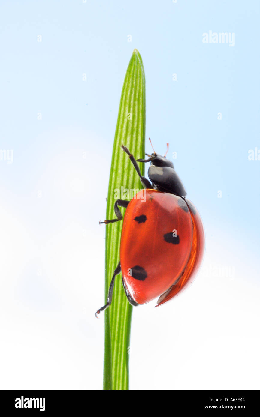 Ladybug Climbing on Blade of Grass Stock Photo