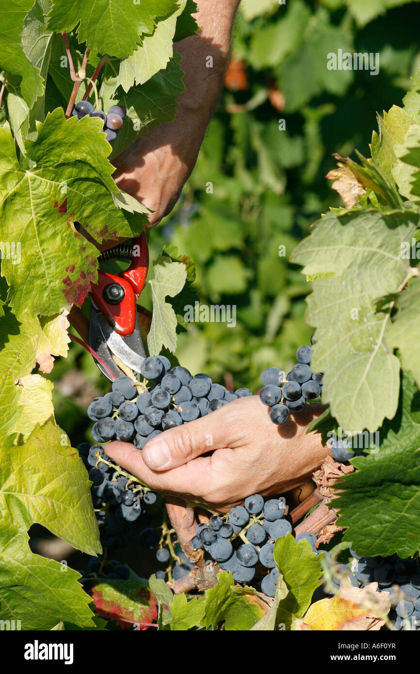 Grape harvest, Languedoc Roussillon Stock Photo Alamy