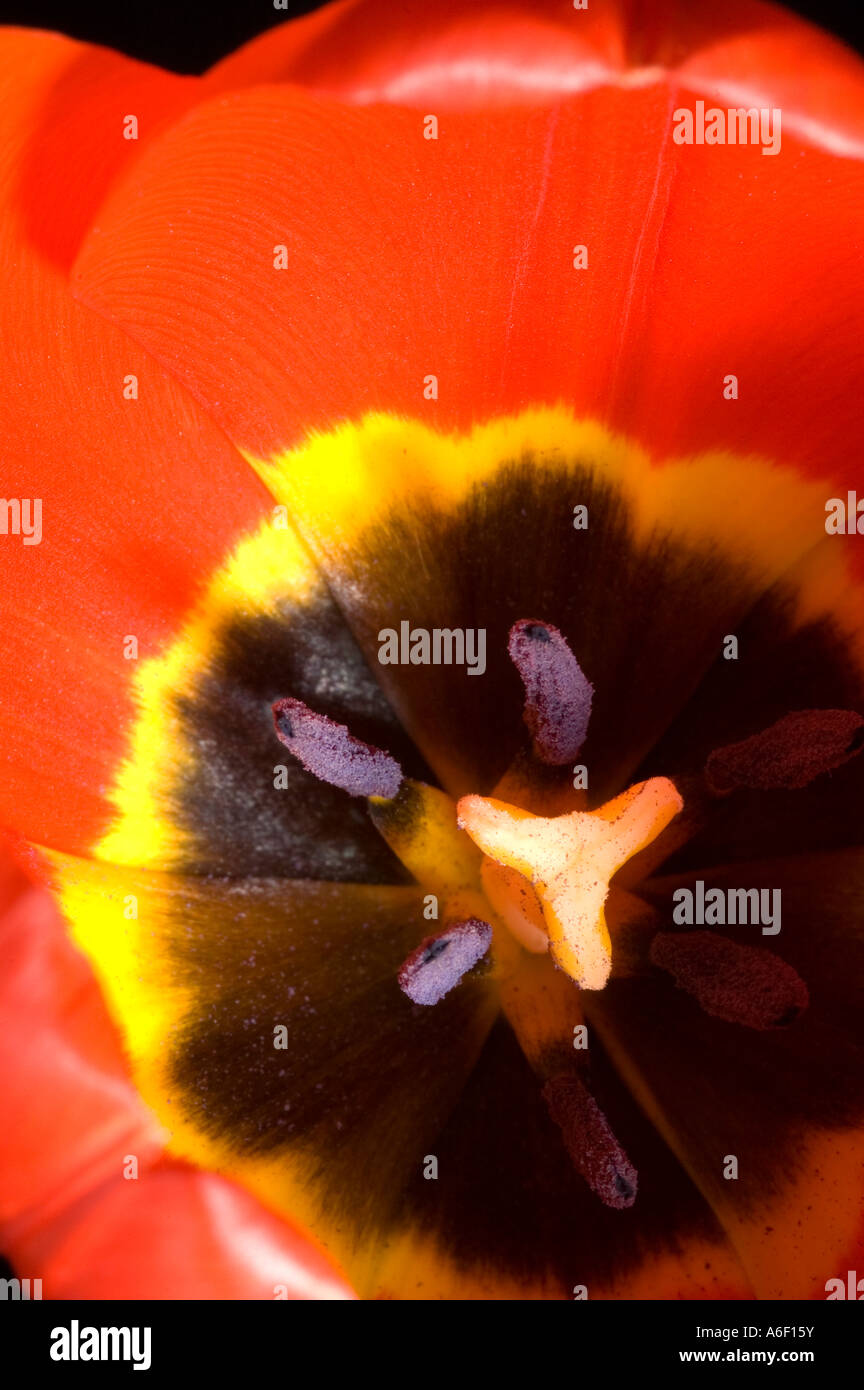 Red Tulip Flower Close Up Stock Photo - Alamy