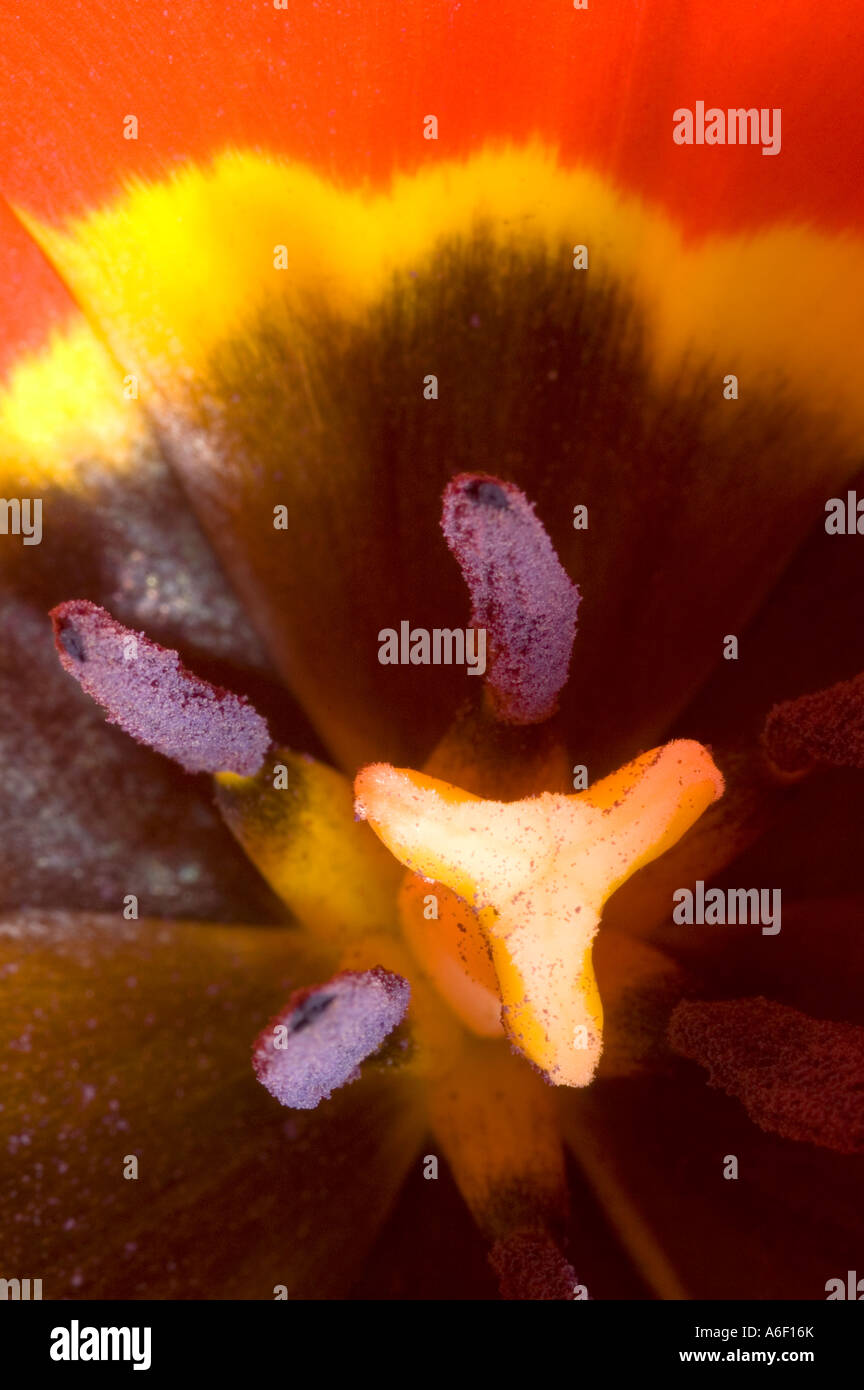 Red Tulip Flower Close Up Stock Photo - Alamy