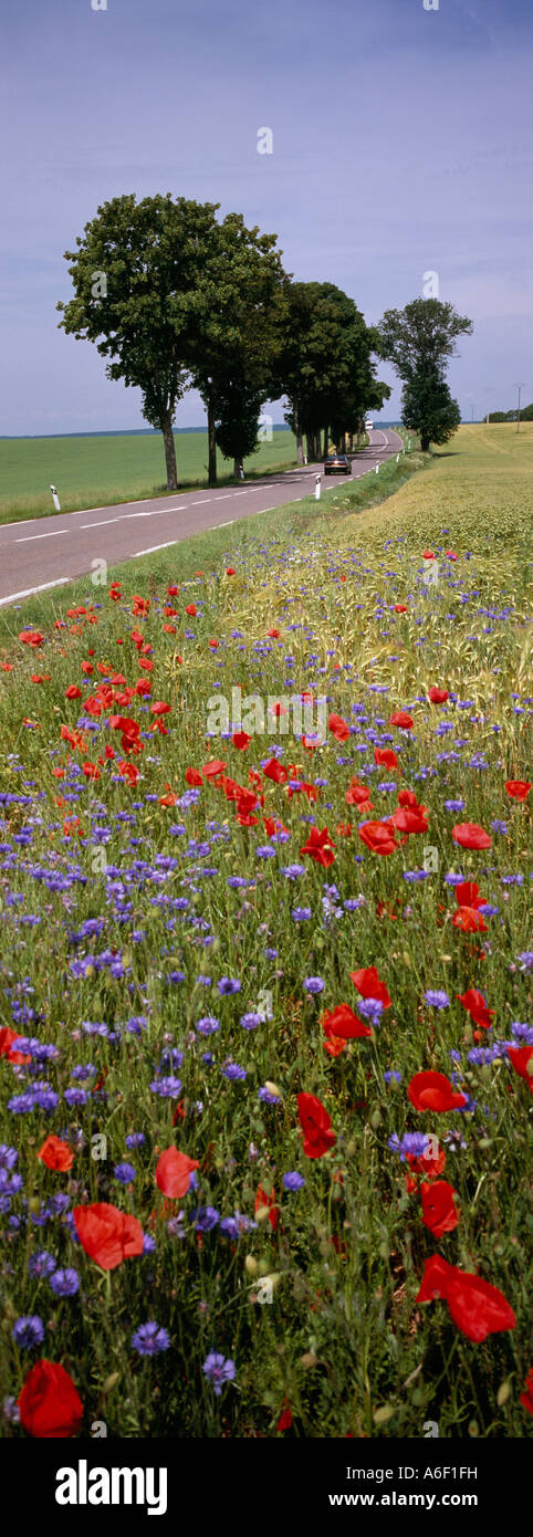 White field flowers cornflowers hi-res stock photography and images - Alamy