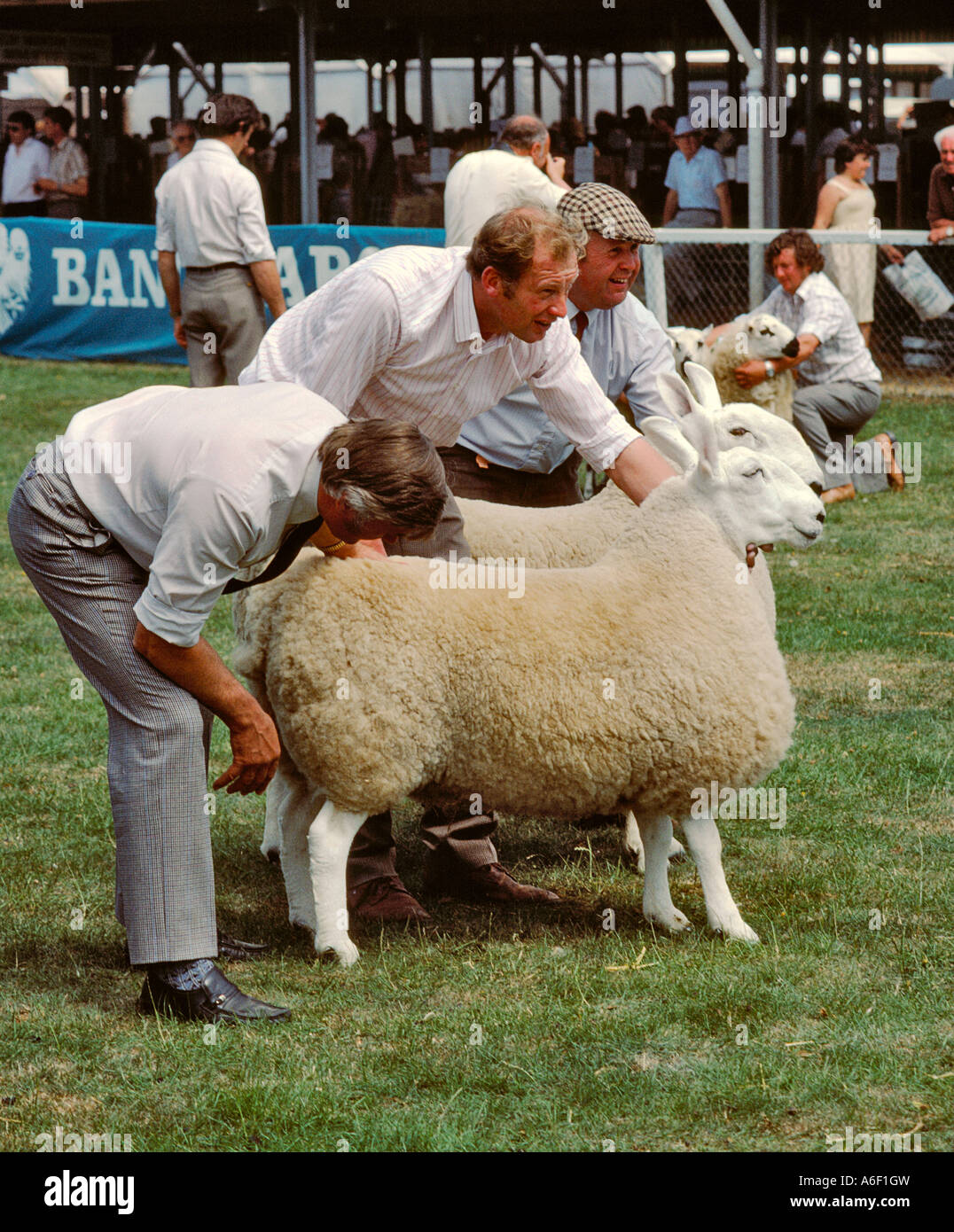 FARMERS DISPLAYING SHEEP AT AN AGRICULTURAL SHOW THE ROYAL WELSH SHOW  BUILTH WELLS POWIS MID WALES UK Stock Photo