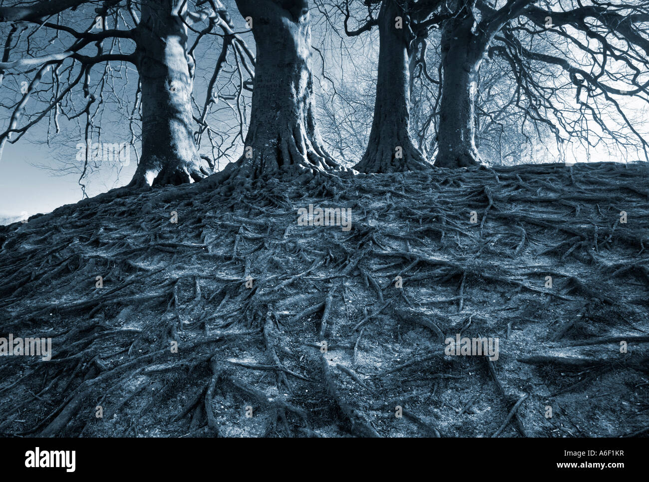 Clump of Gnarly Trees at Avebury stone circle Wiltshire England Stock Photo