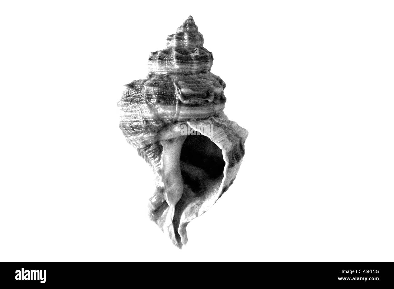 Trumpet shells hi-res stock photography and images - Alamy