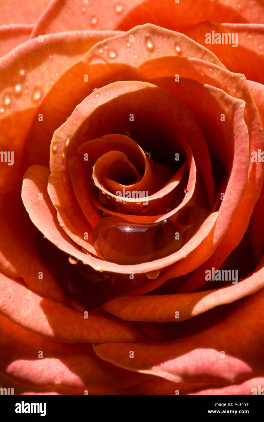 Unfurl Roses Unfurled rose hi-res stock photography and images - Alamy