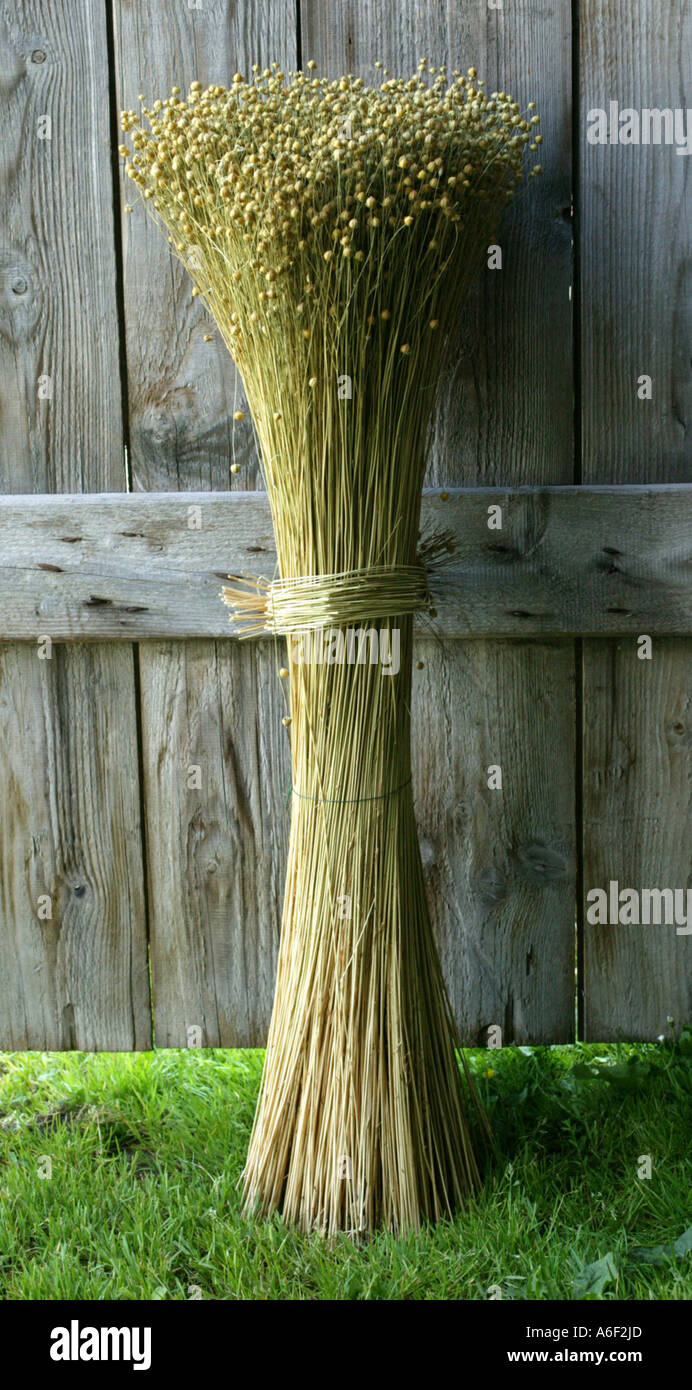 Sheaf High Resolution Stock Photography and Images Alamy