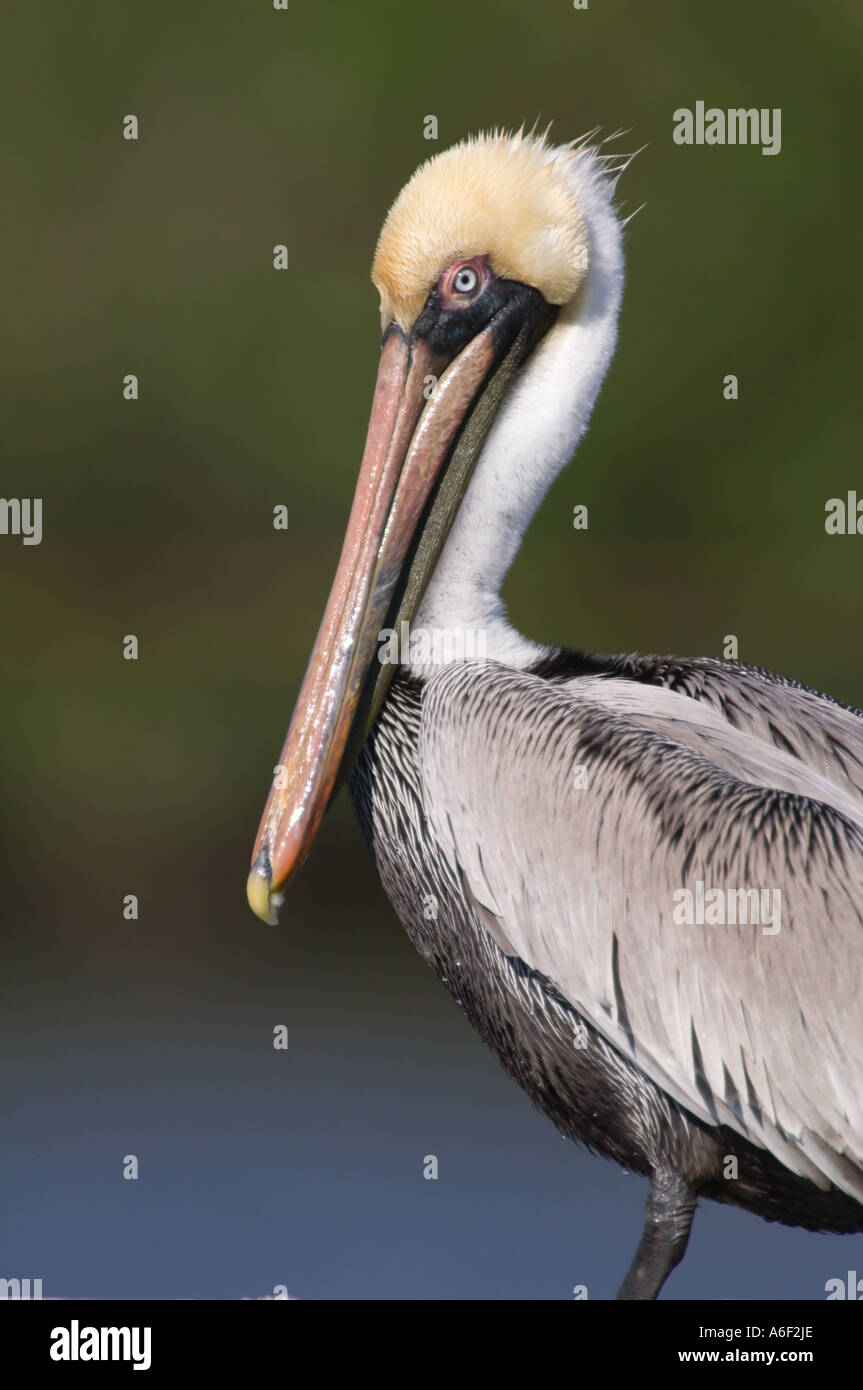 Brown Pelican in Southern Louisiana Stock Photo Alamy