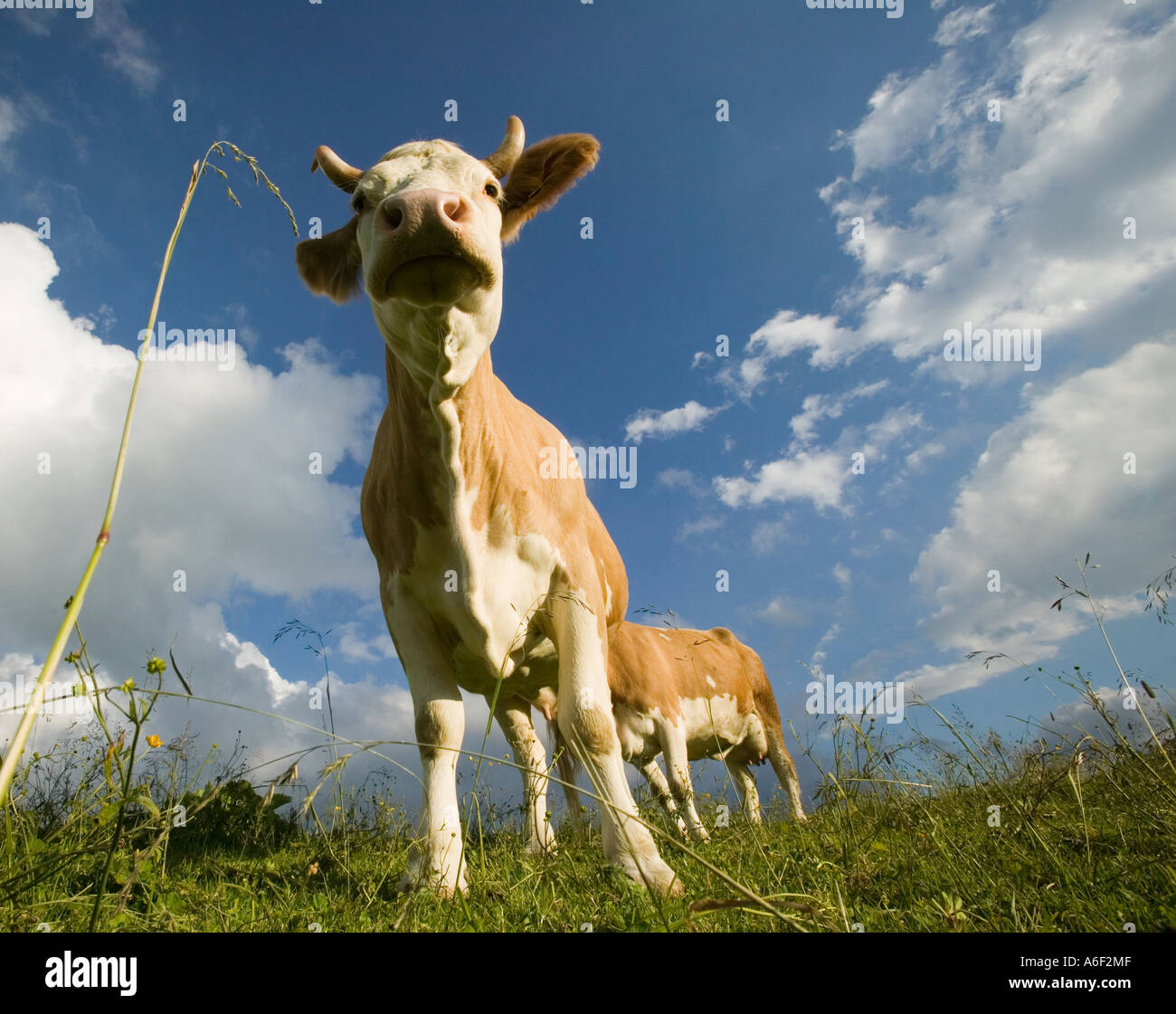 Milk cows Stock Photo