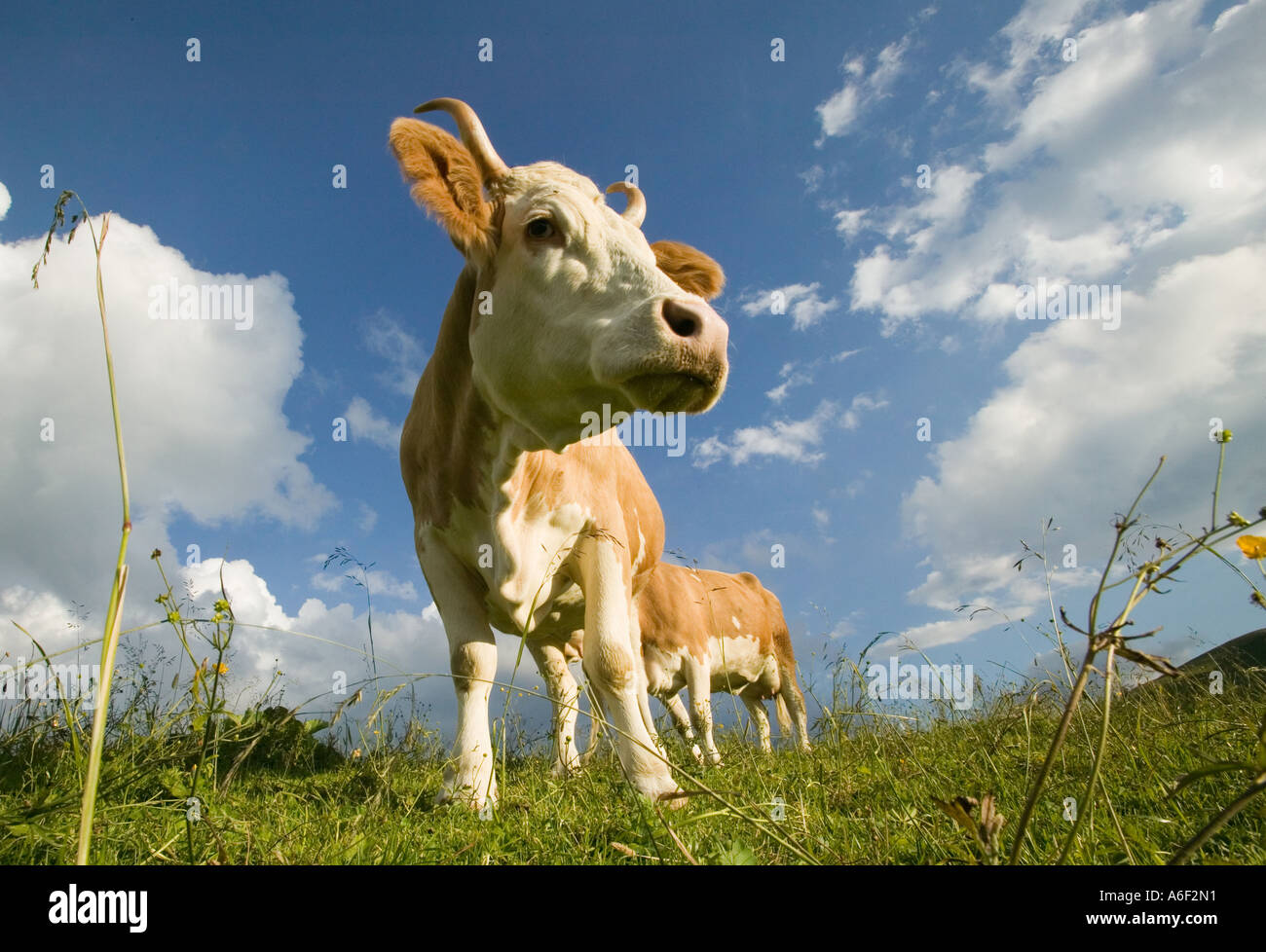 Milk cows Stock Photo