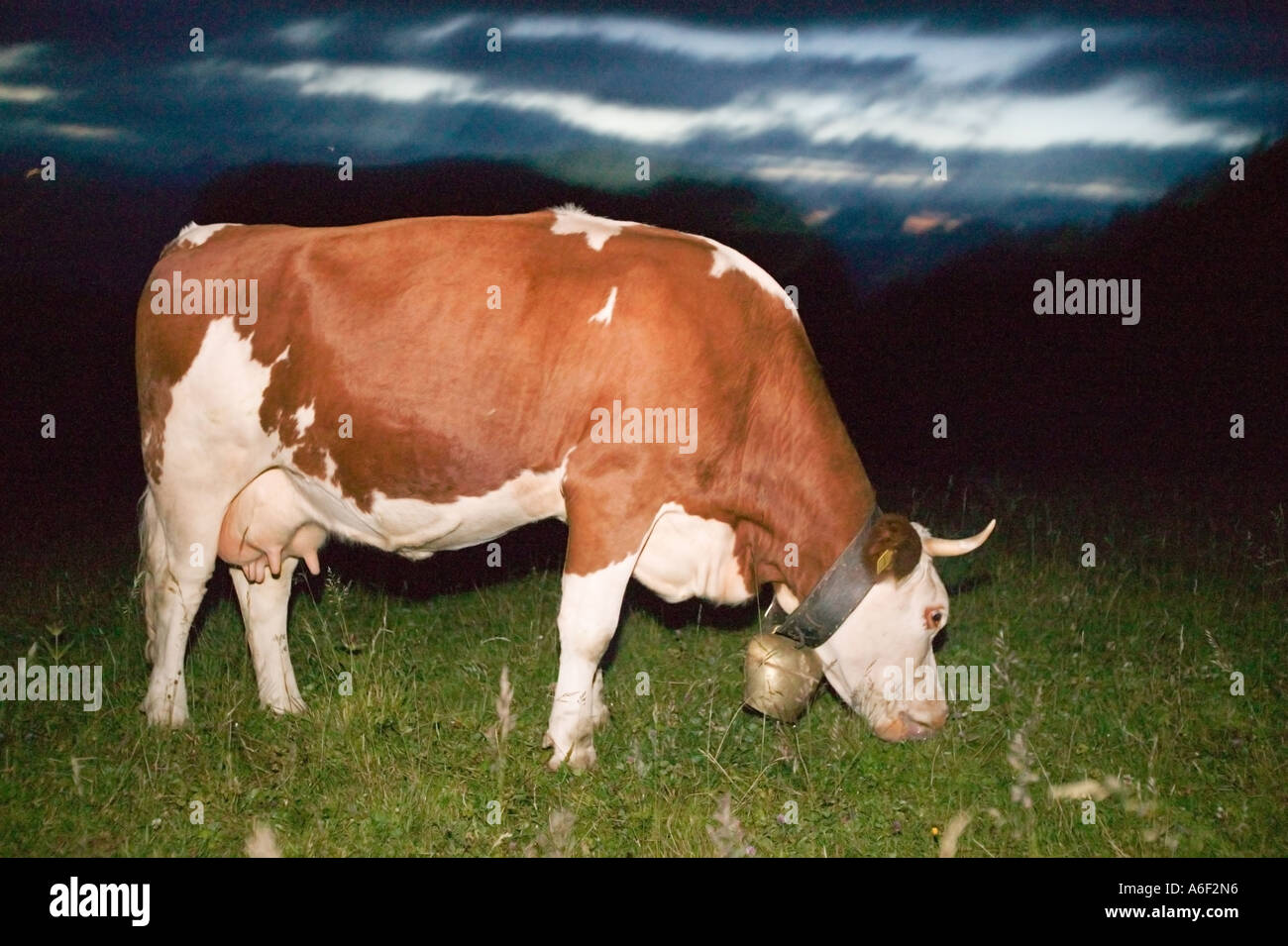 Cow on mountain pasture Stock Photo