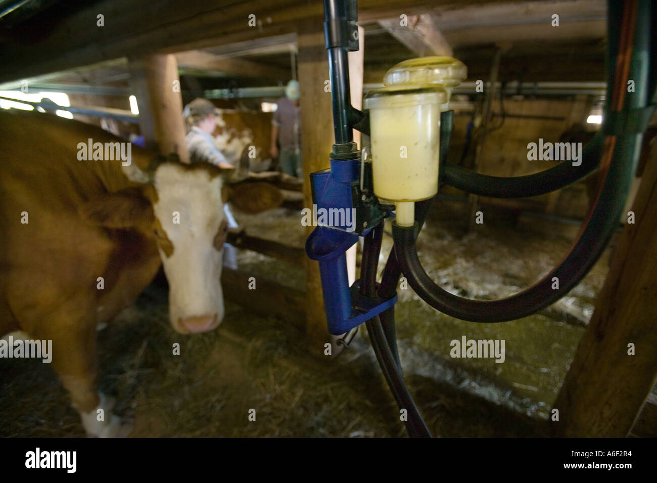 Gstaad, CHE, 'Hintere Walig', milking machine Stock Photo