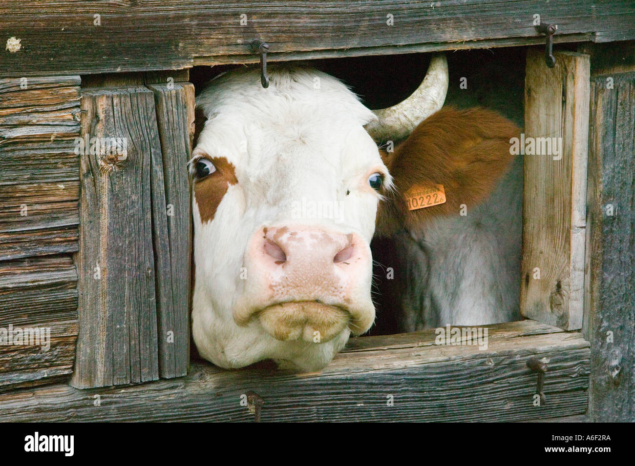 Cow in stable Stock Photo