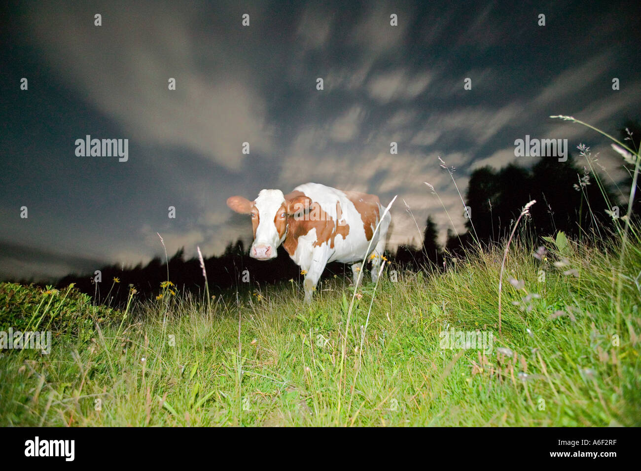 Cow on mountain pasture Stock Photo