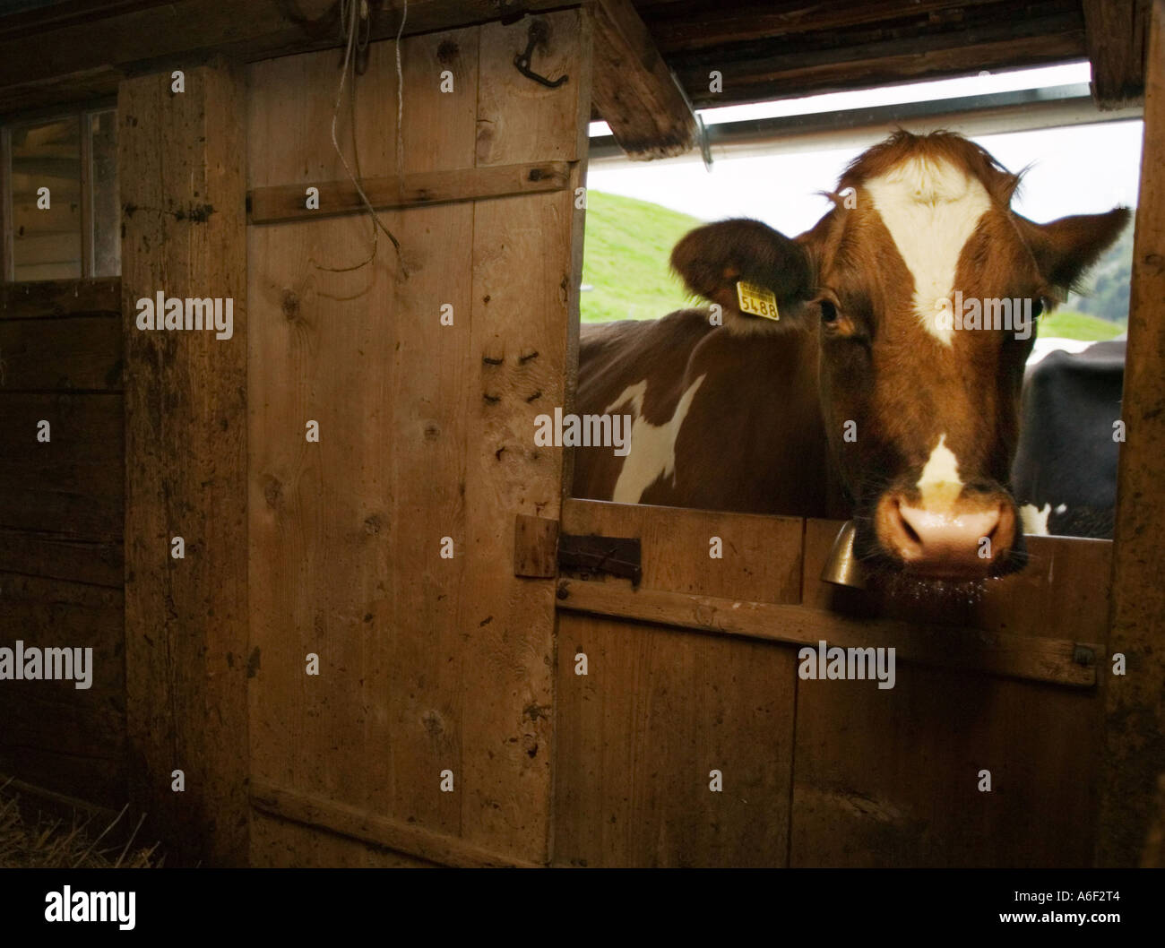 Cow in front of stable Stock Photo
