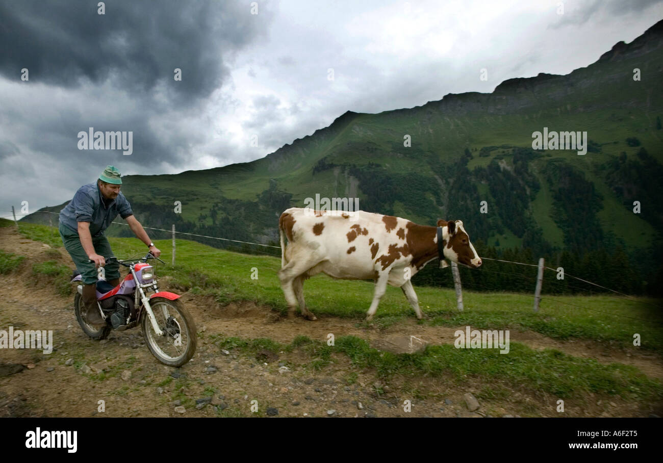 Gstaad, CHE, Alp 'Hintere Walig', farmer and milk cow Stock Photo