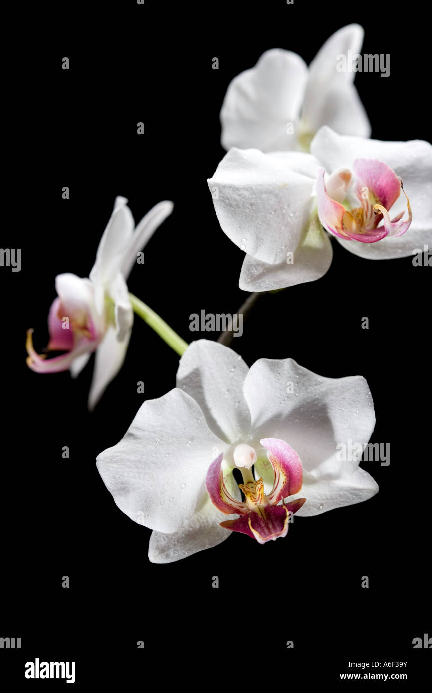 White orchid on black Stock Photo