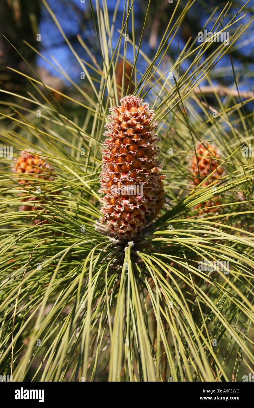 Pinus Pinaster HORTICULTURE.THE CONE OF PINUS PINASTER. MARITIME PINE. PINACEAE Stock ...