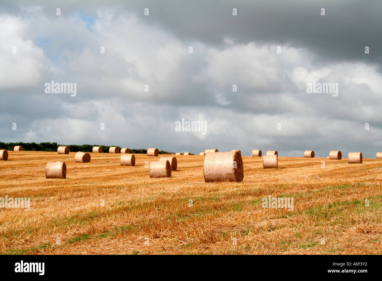 Golden Cornish Fields with Straw Bales Stock Photo