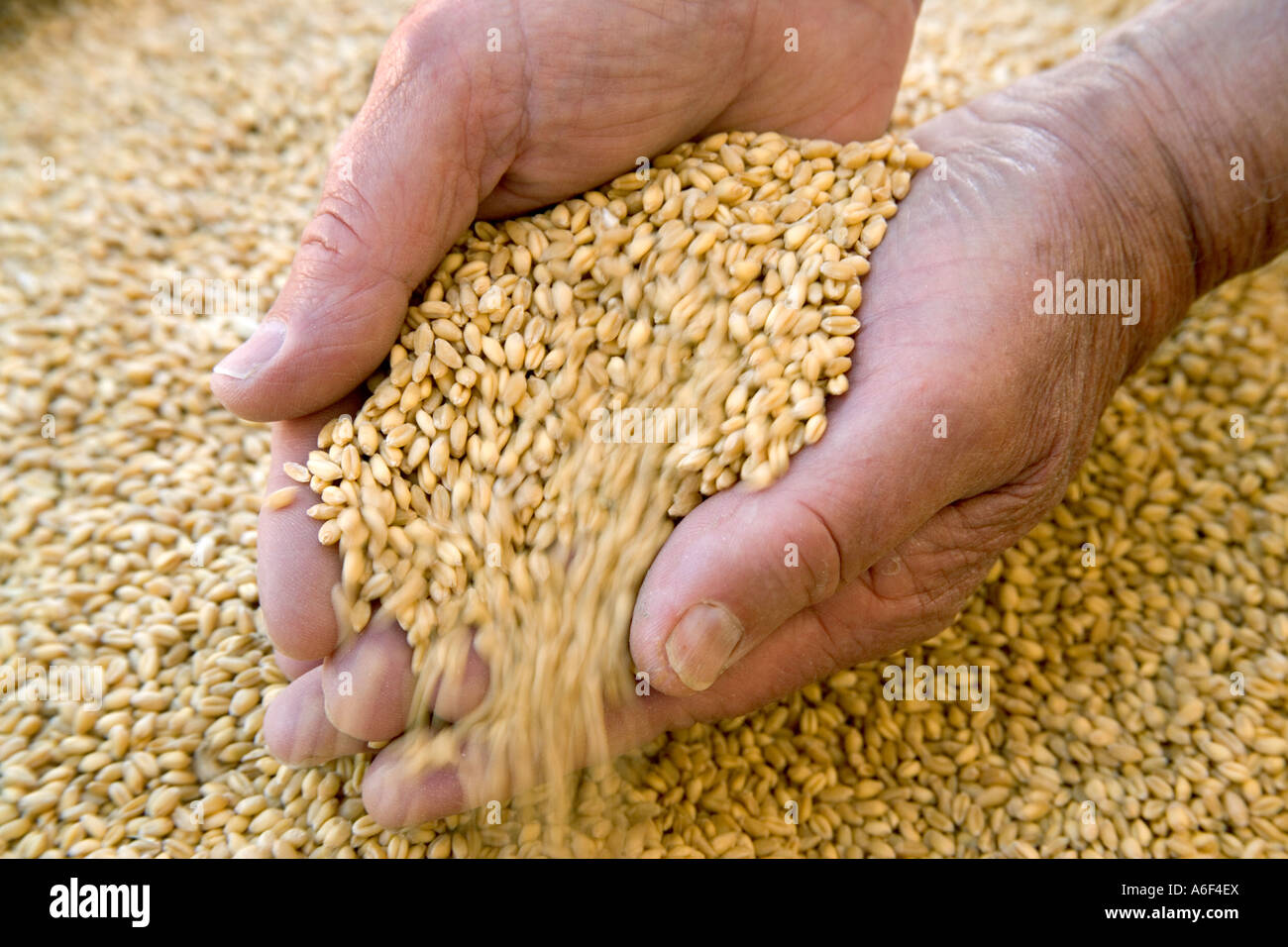 Hands holding harvested wheat kernels Stock Photo Alamy