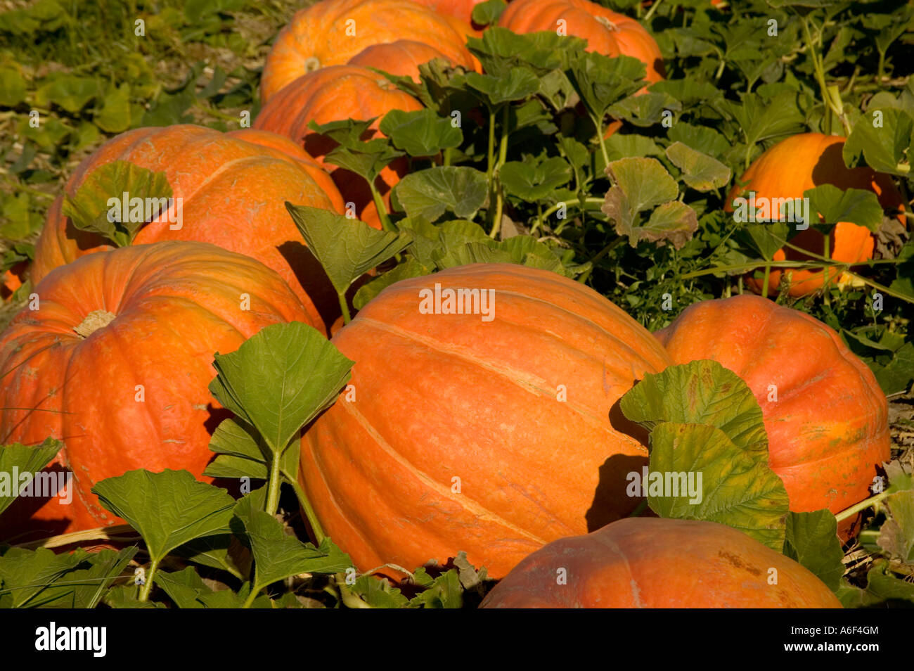 Pumpkins 'Big Max' in field. Stock Photo