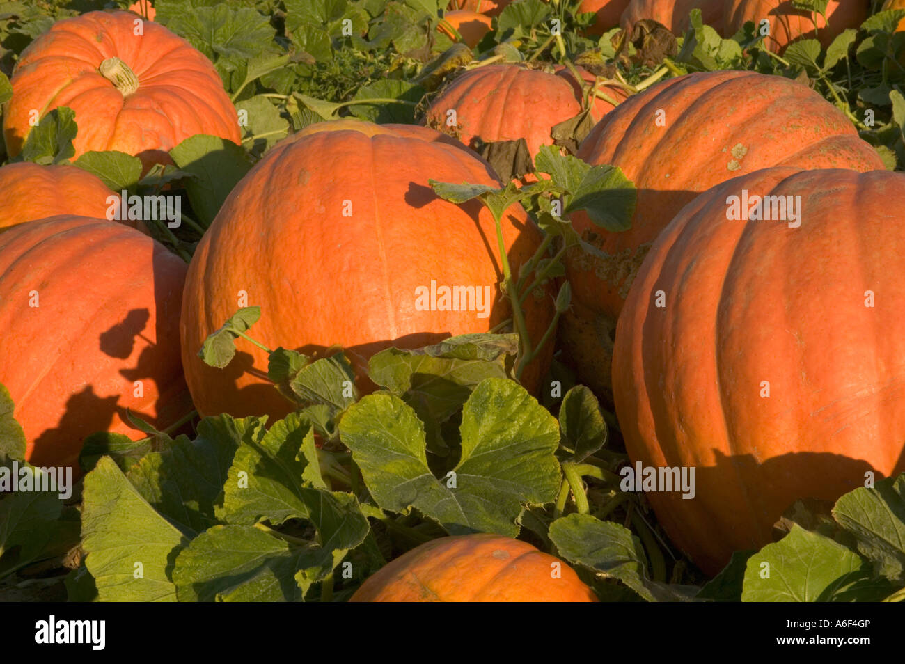 Pumpkins 'Big Max'  in field. Stock Photo