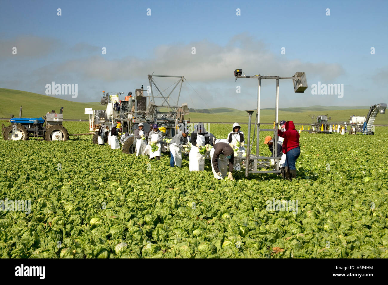 Workers harvesting 'Iceberg' lettuce, California Stock Photo Alamy