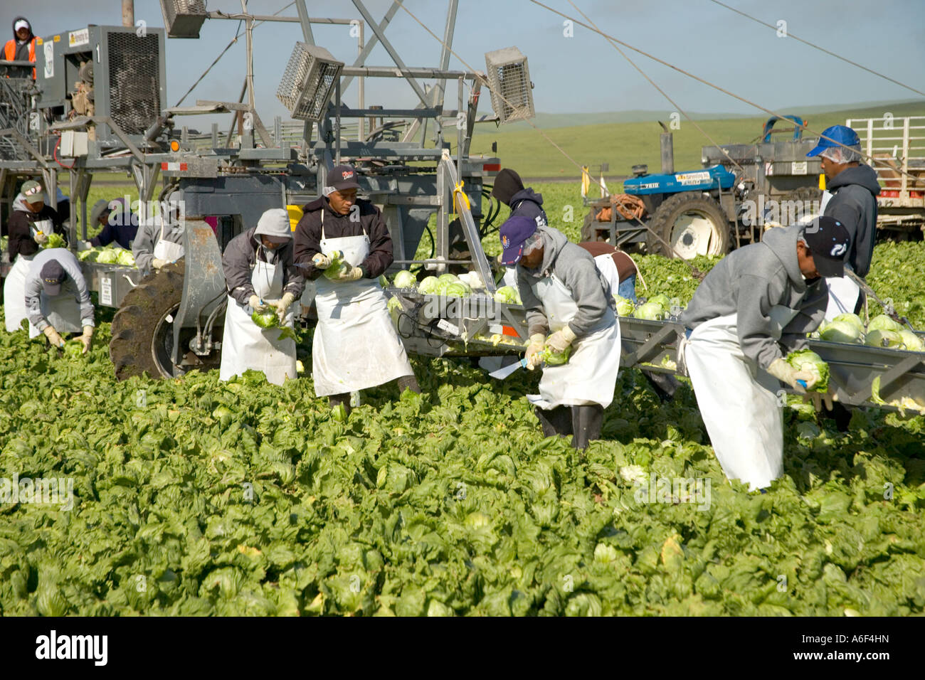Farm workers harvesting 'Iceberg' lettuce, California Stock Photo