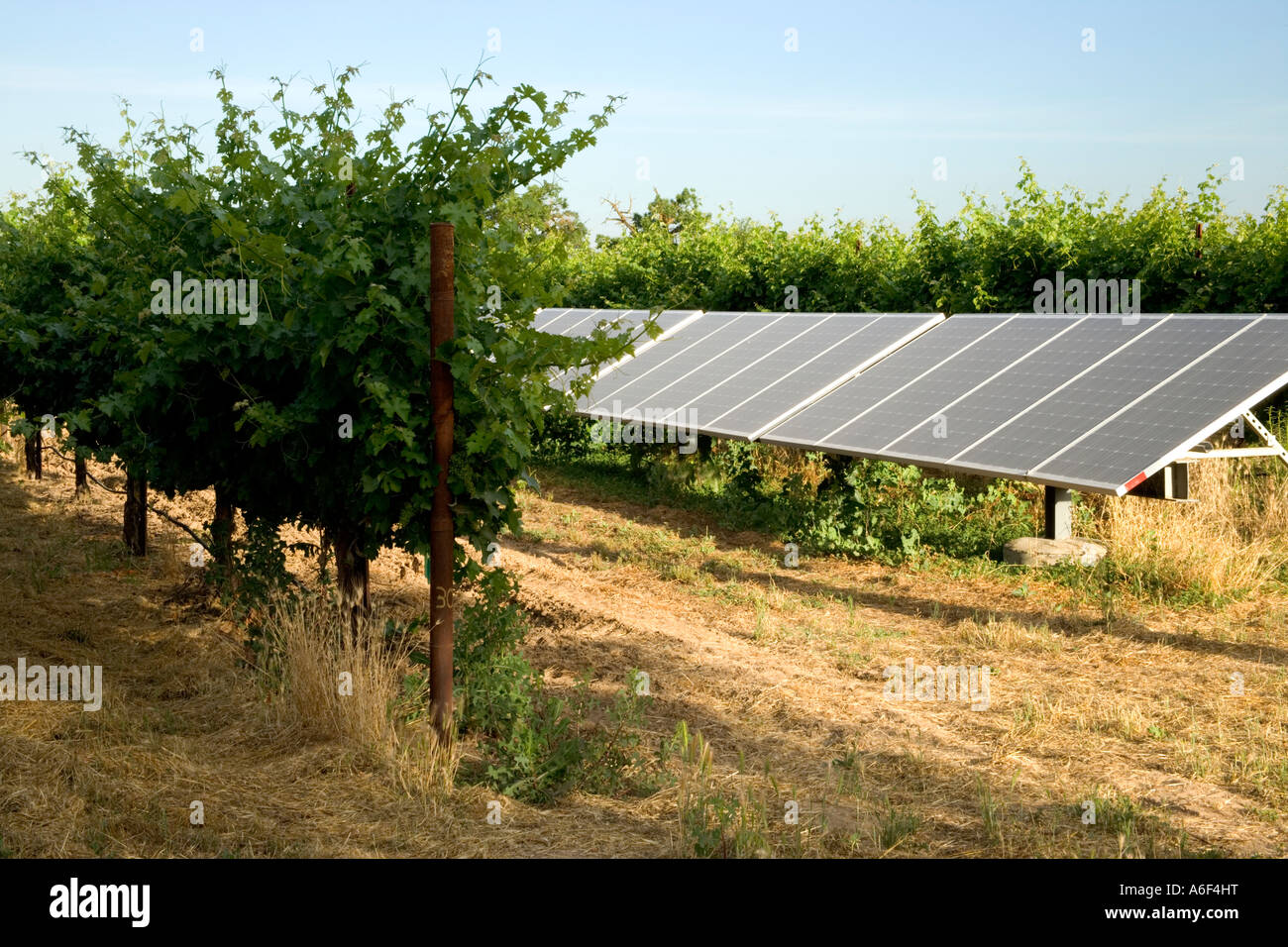 Solar panels operating in vineyard, California Stock Photo