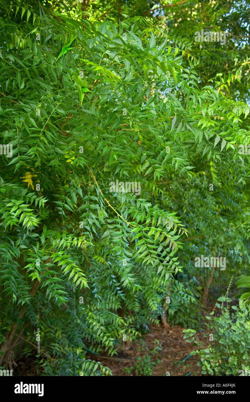 Branches with foliage of the Neem tree, Florida Stock Photo