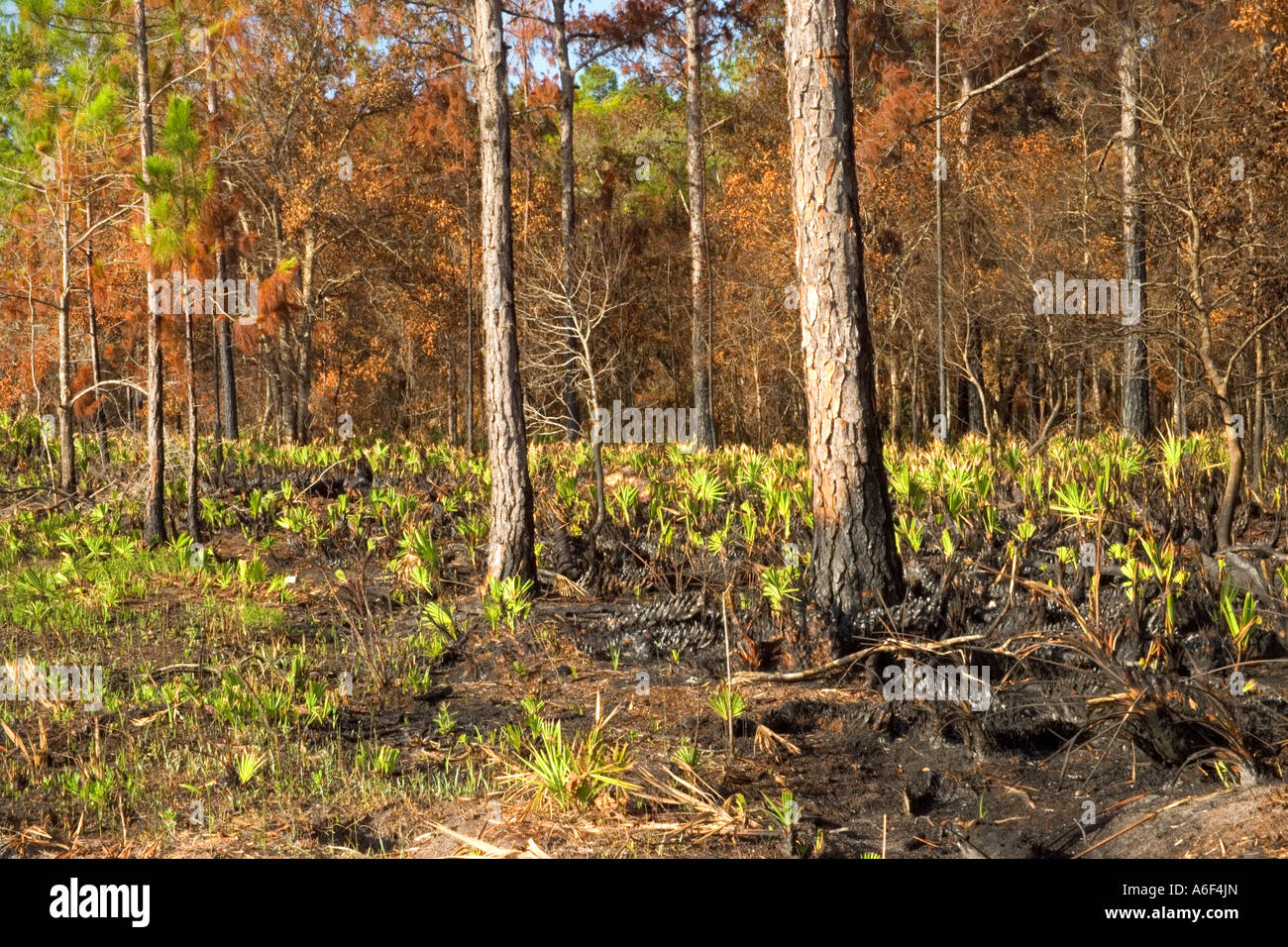 Controlled burn in Slash Southern Yellow Pine & Hardwood forest, Florida Stock Photo